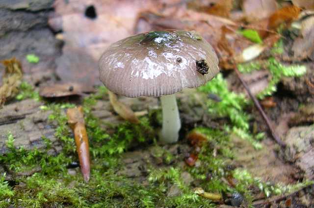 2005 :  Un anno di funghi